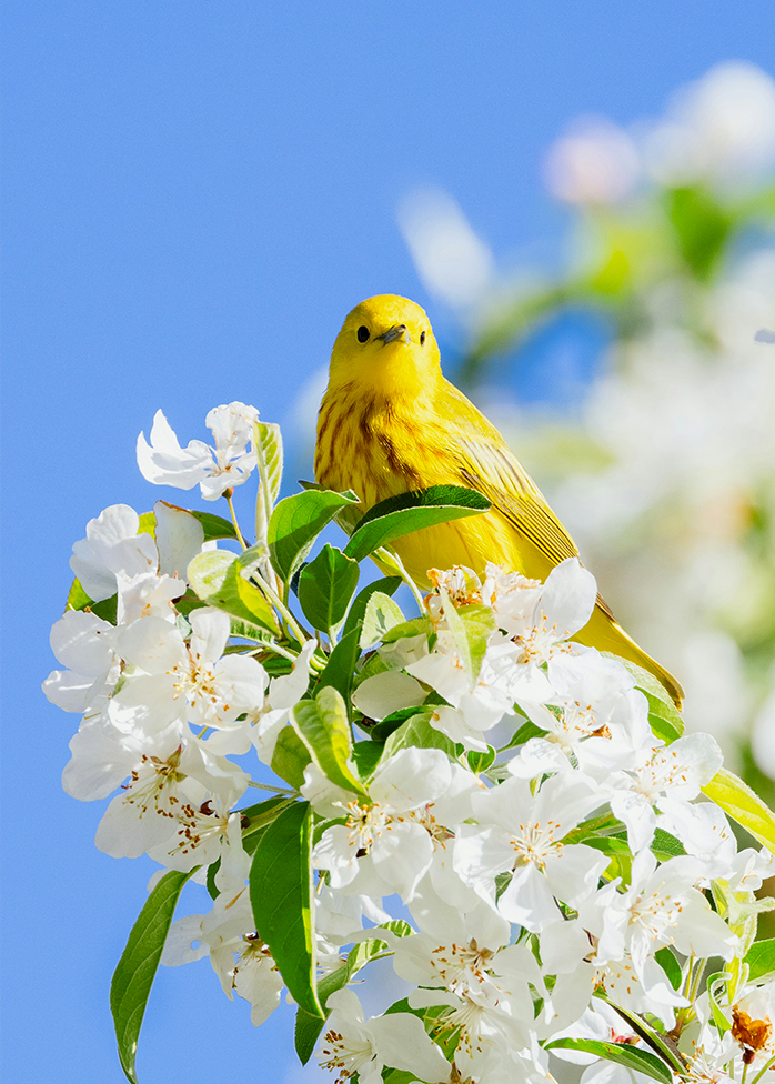 Oiseau jaune posé sur des fleurs blanches avec ciel bleu