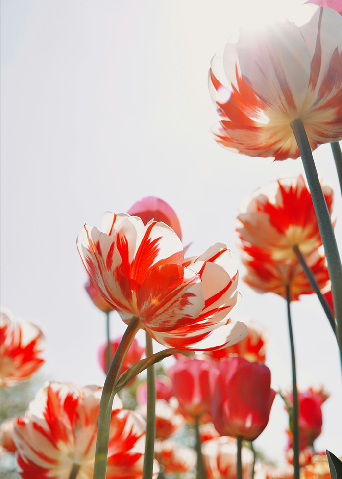 Tulipes rouges et blanches en fleur éclairées par le soleil