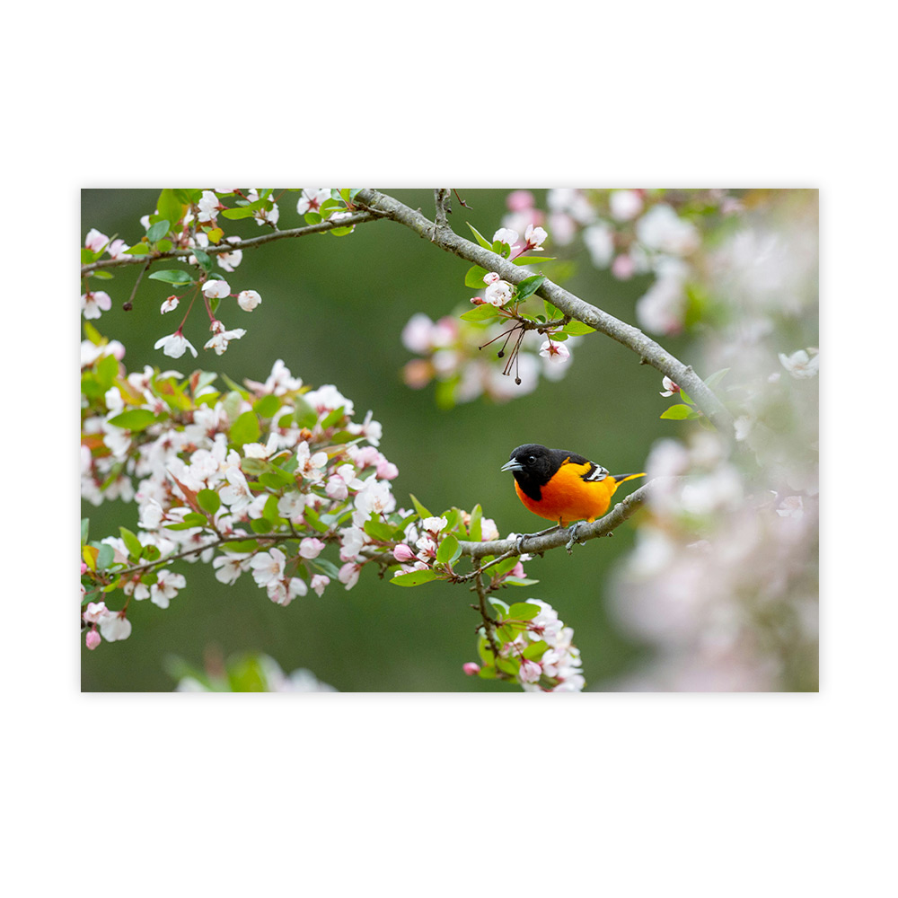L'oiseau rouge